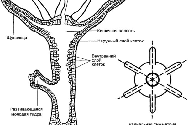 Kraken актуальное